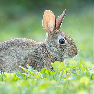 cute rabbit