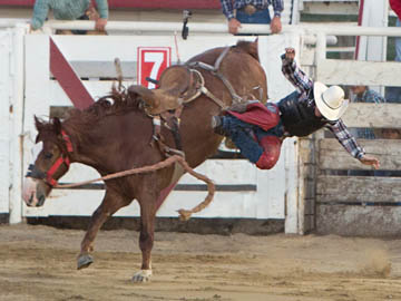 Bucking bronco photography