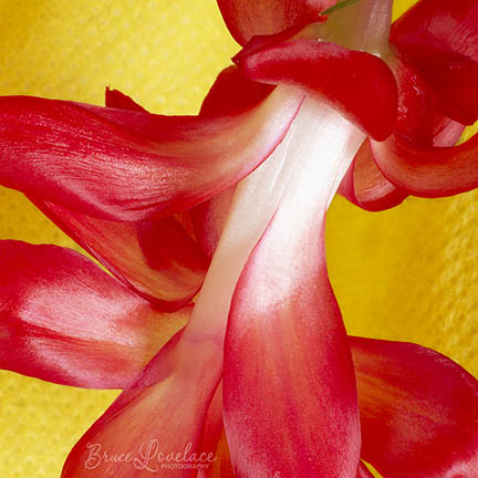 Cactus plant blossom