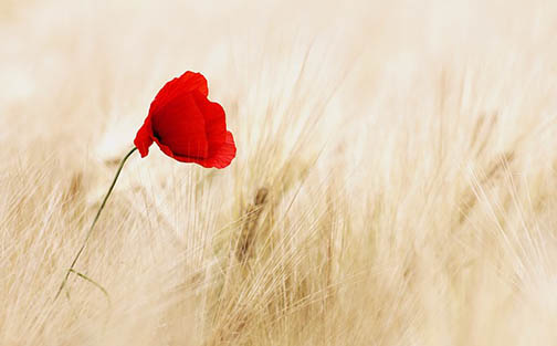 isolated flower close up