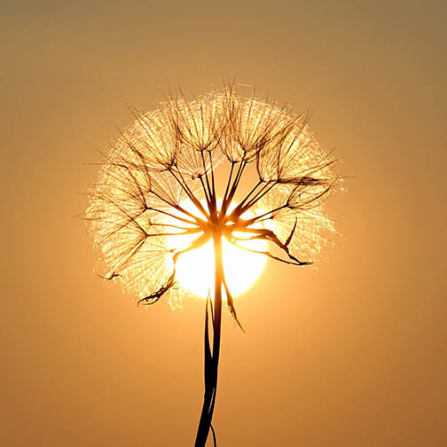 Close-up dandelion