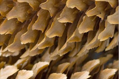 pine cone texture