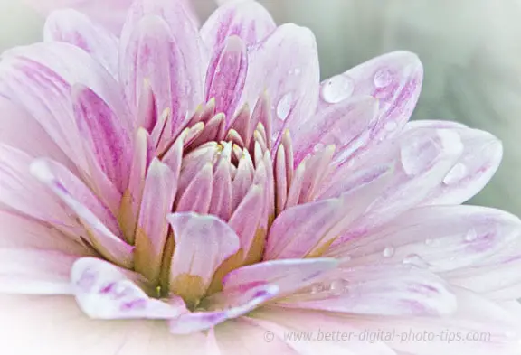 Austrian flower close-up