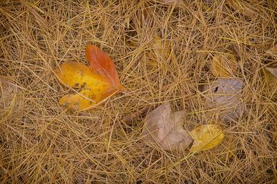 Fall leaves and pine needles