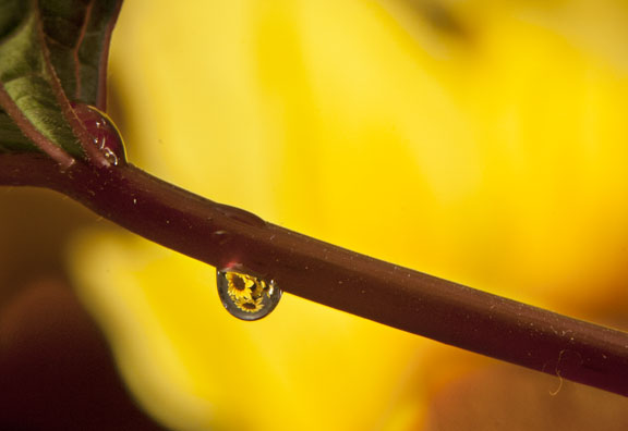 Close-up photo of water drop and sunflowers