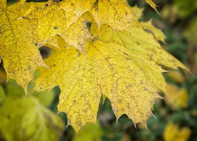 CLOSE UP OF YELLOW LEAF