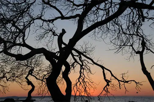 Contrasty photo of tree and sunset