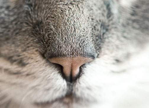 Critter nose close-up