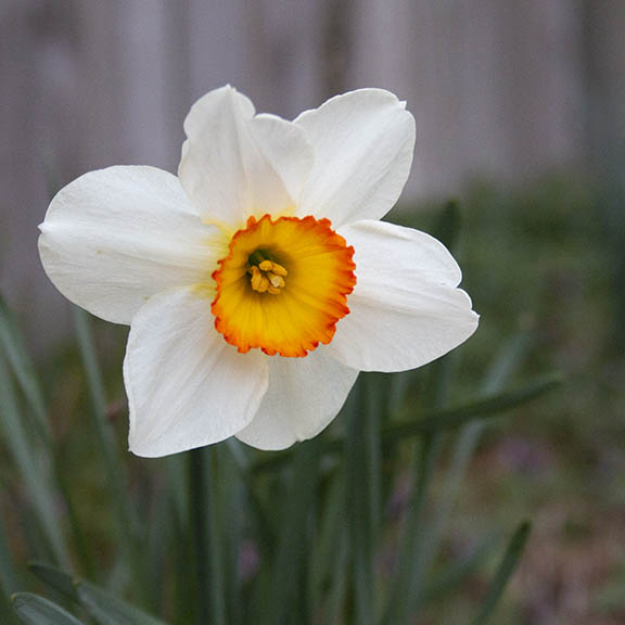 photo of a flower