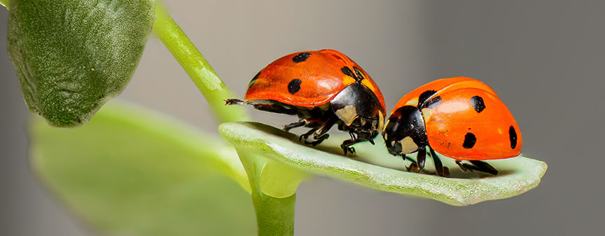 Diffused macro lighting