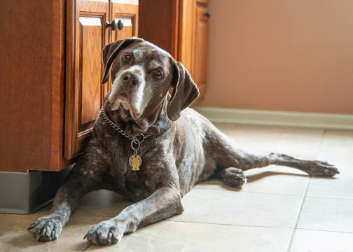 Photo of dog from ground level