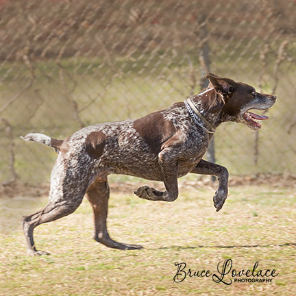 Dog running in park