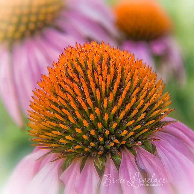 Early morning macro flower