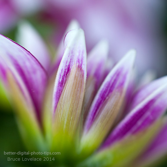 Close-up purple flower