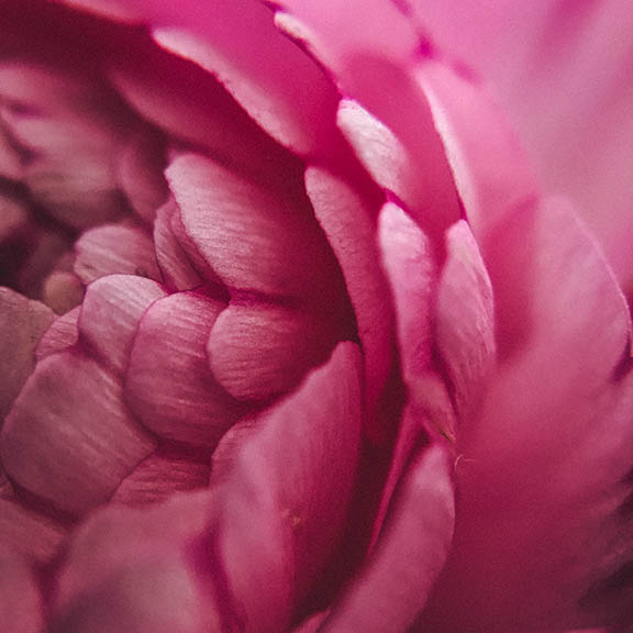 flower close up