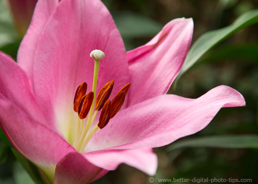 Visit a conservatory and you'll be overloaded with macro photography ideas.