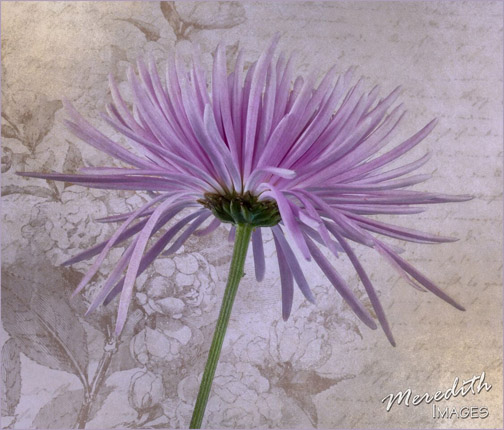 Flower close-up