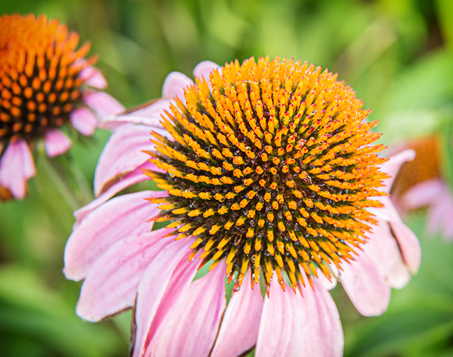 Extension tubes-flower photography