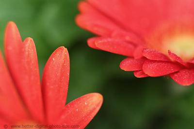 GERBERA FLOWER