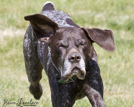 Goofy dog ears pose