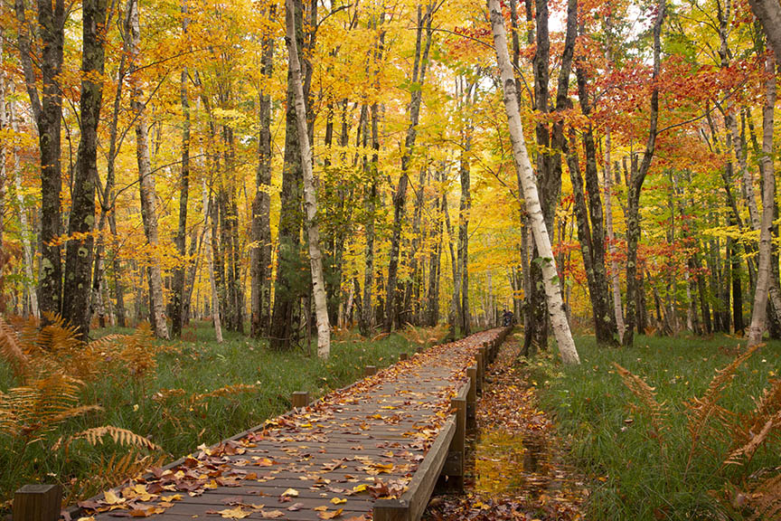 Jesup Path Acadia Landscape