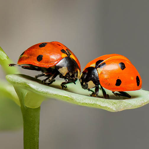 lady bug photo