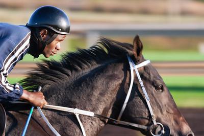 Photograph of Racing Horse<br>Photo by Jean van der Meulen from Pexels