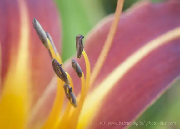 Close-up of Lily Stamen