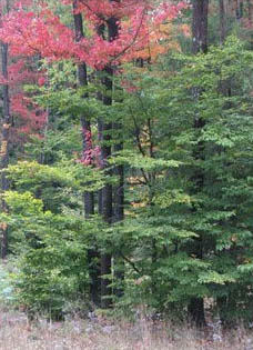 Loyalsock leaf colors