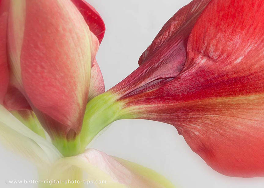 amaryllis close-up