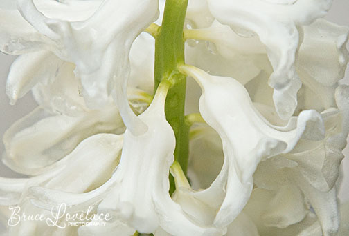 Hyacinth Close-up