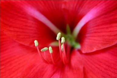 macro inside flower