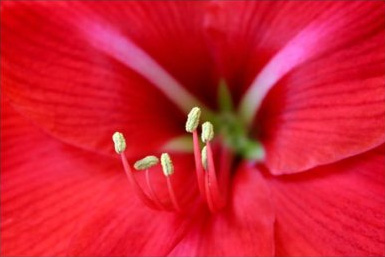 macro photo of flower