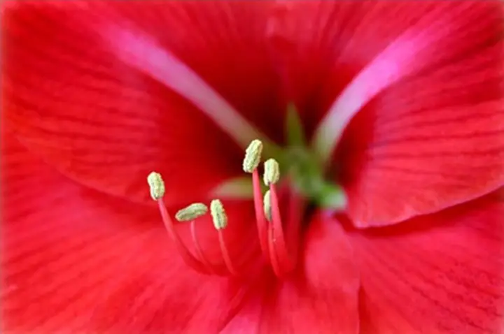 macro photo of red flower