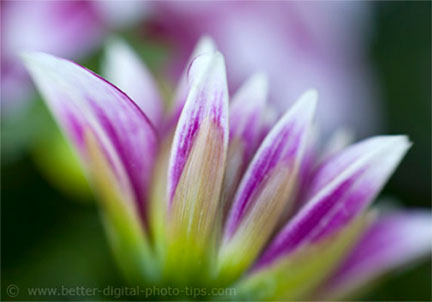 Use your tripod for macro photography. Accurate focus and a steady tripod are a must for controlling sharpness.