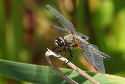 Macro photo of dragonfly