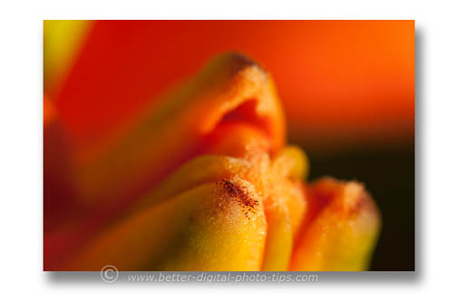 abstract macro art lily