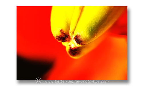 abstract macro art lily