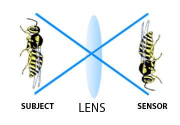 macro 1:1 magnification diagram