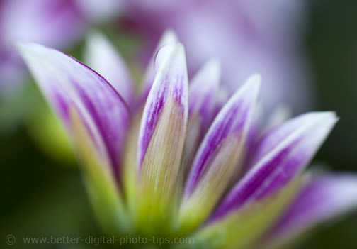 Macro photo of purple flower