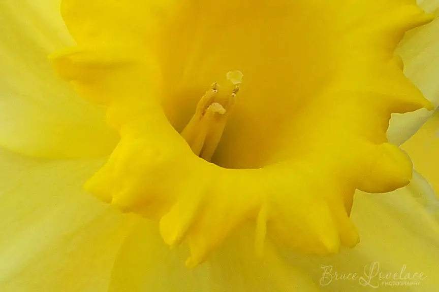 macro photo of daffodil