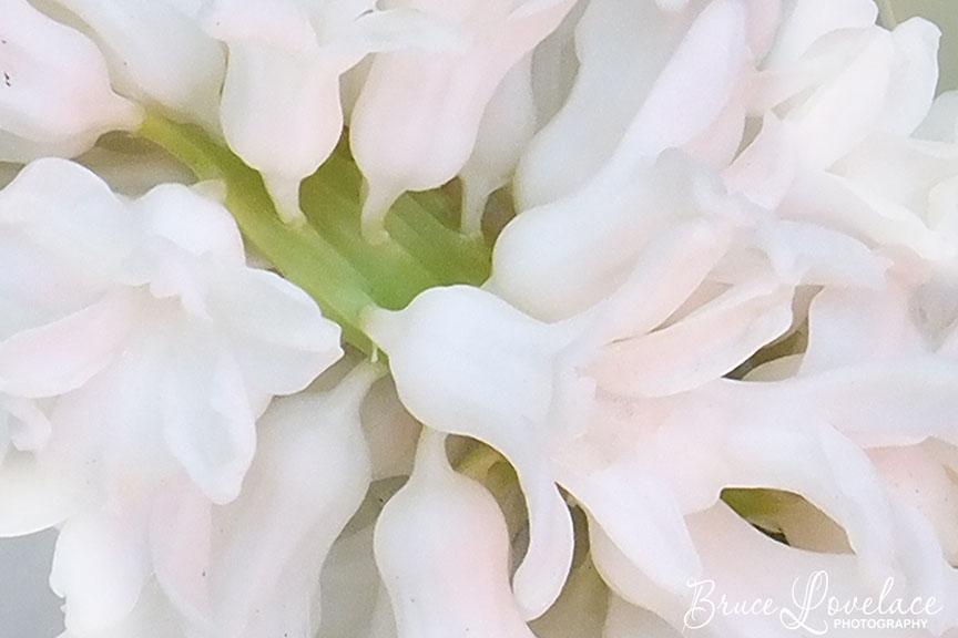 macro white hyacinth