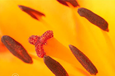 macro lily flower