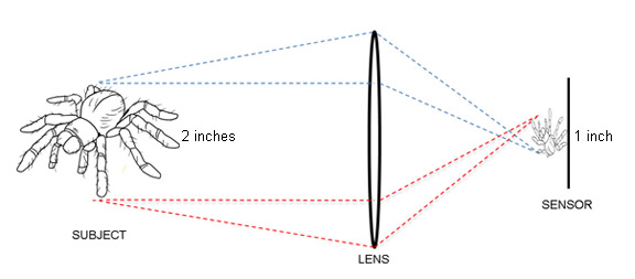 Macro photography magnification factor diagram