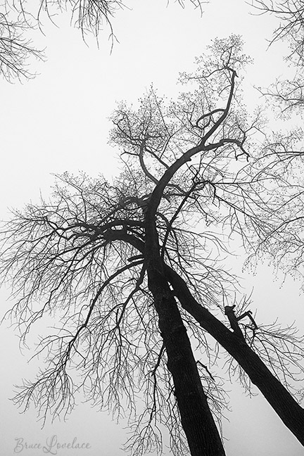 black and white tree silhouette