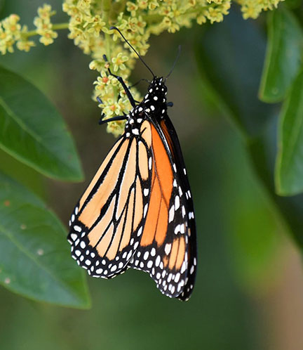 Monarch butterfly up close