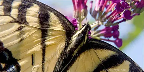 butterfly close-up