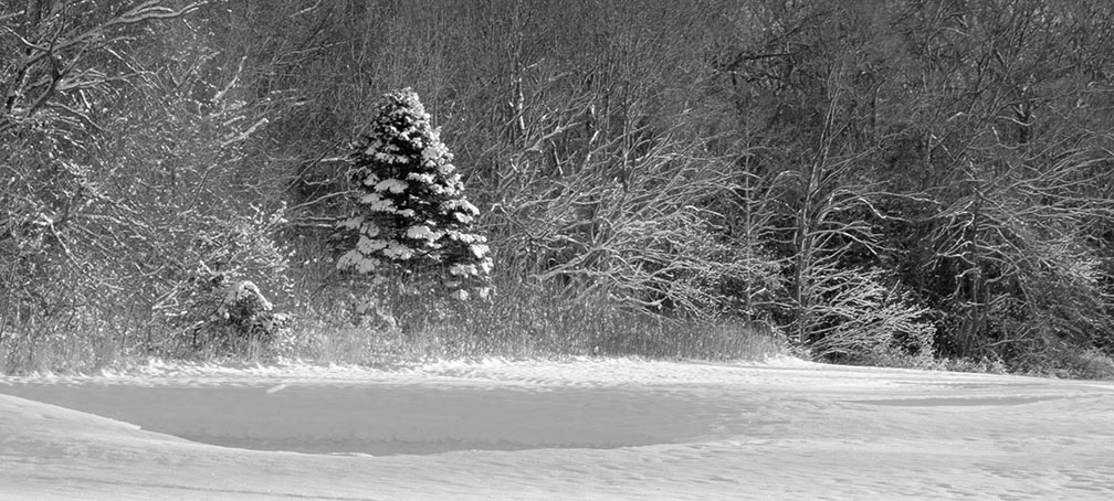 Black and white snow landscape