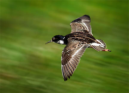 flying waterfowl