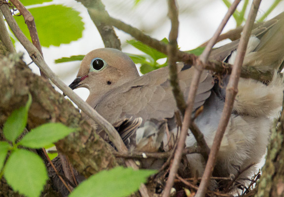 Tamron 150-600mm bird lens